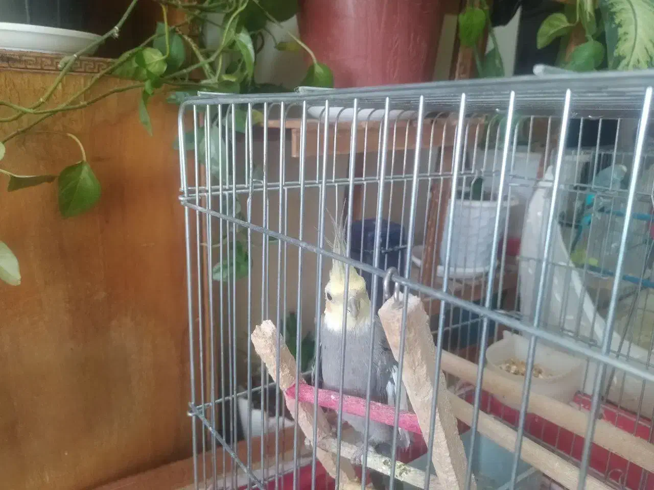 جفت عروس هلندی|پرنده|برخوار, |دیوار