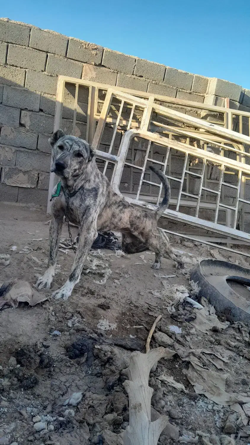 کوچ ۱برف|سگ|فردوس (خراسان), |دیوار