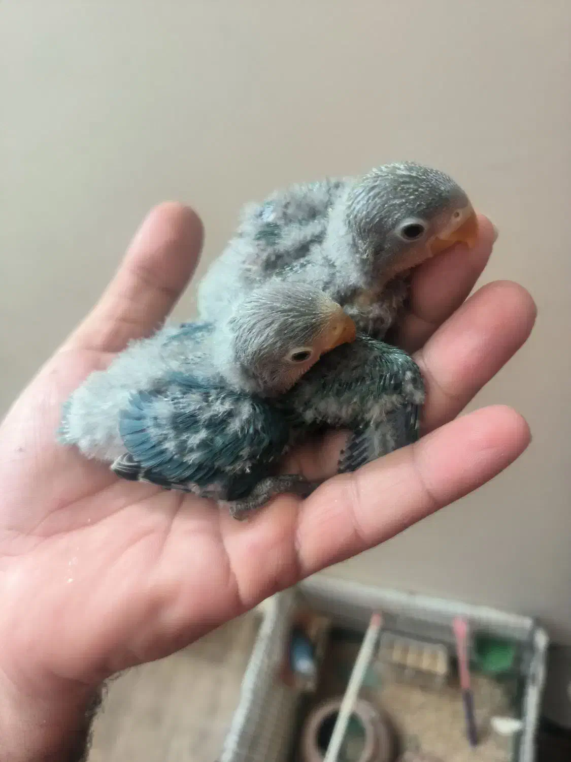 کوتوله سرلاکی|پرنده|بیرجند, |دیوار