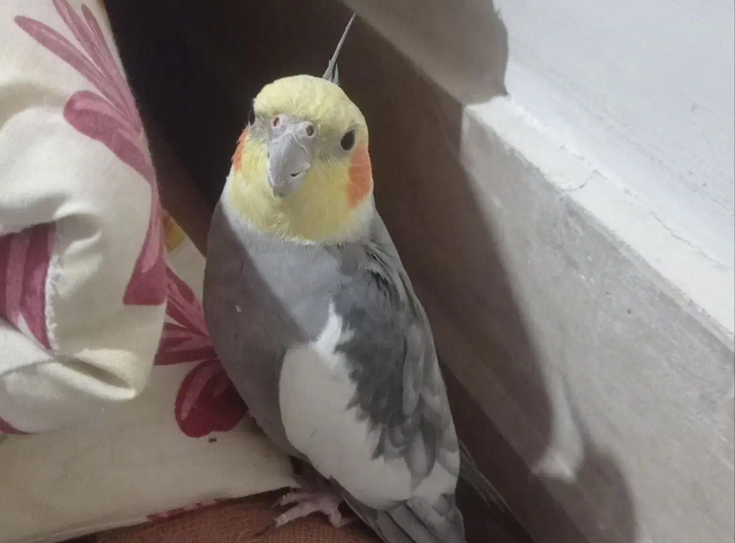 عروس هلندی گم شده|حیوانات|سبزوار, کاشفی شمالی (دادگستری)|دیوار