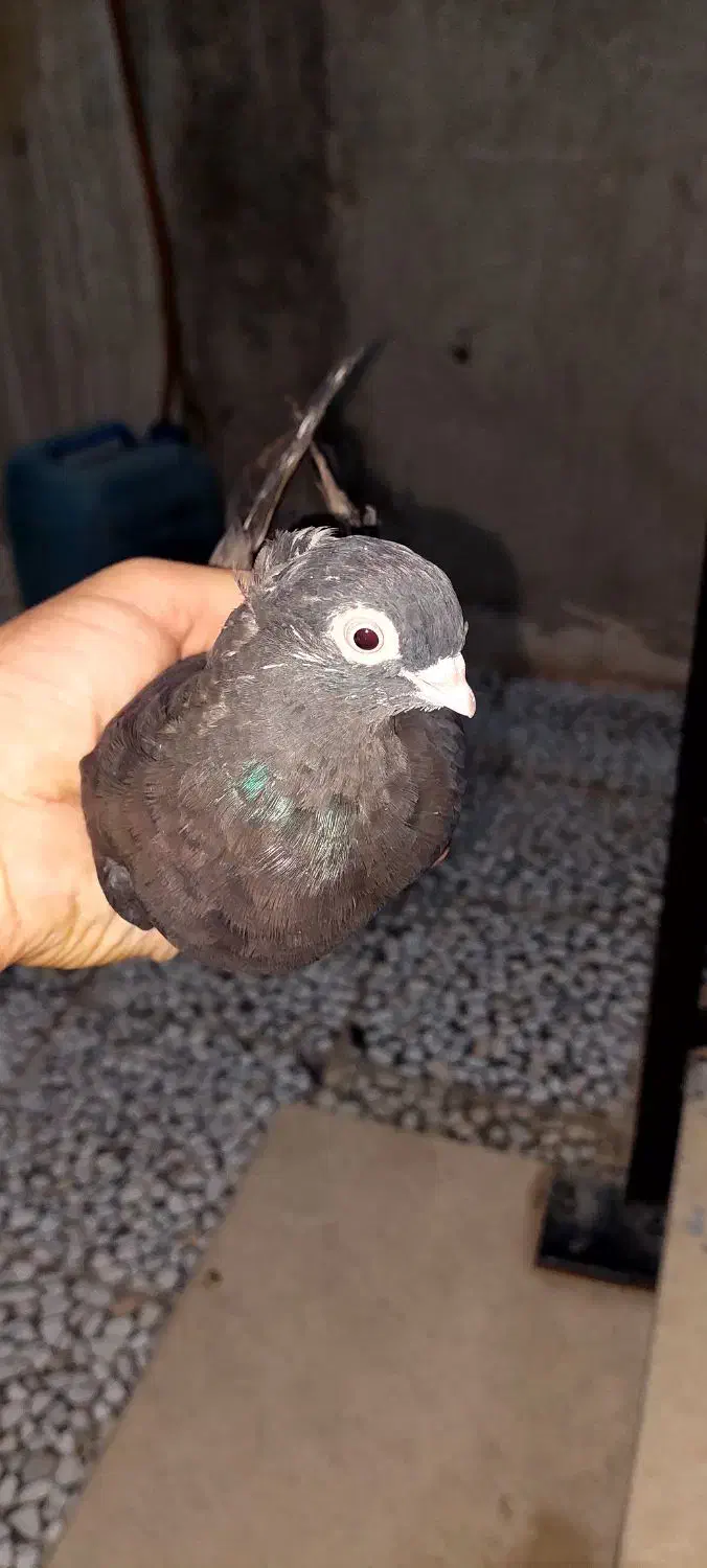 سه عدد کفتر معاوضه با قناری یا جفت طوطی برزیلی|پرنده|اصفهان, احمدآباد|دیوار