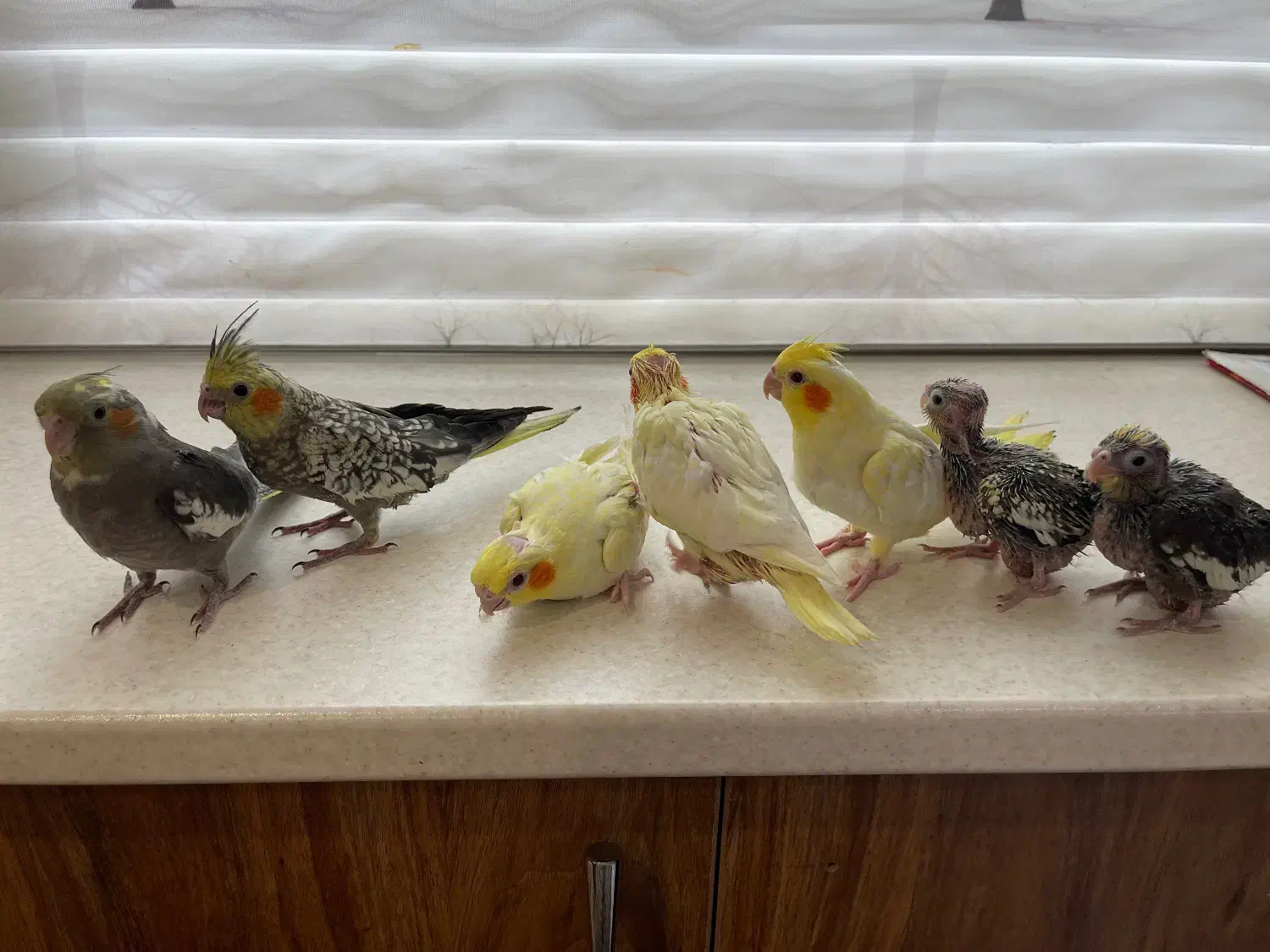 ۷ تا جوجه عروس سرلاکی و نرم خور|پرنده|کرج, کوی کارمندان جنوبی|دیوار