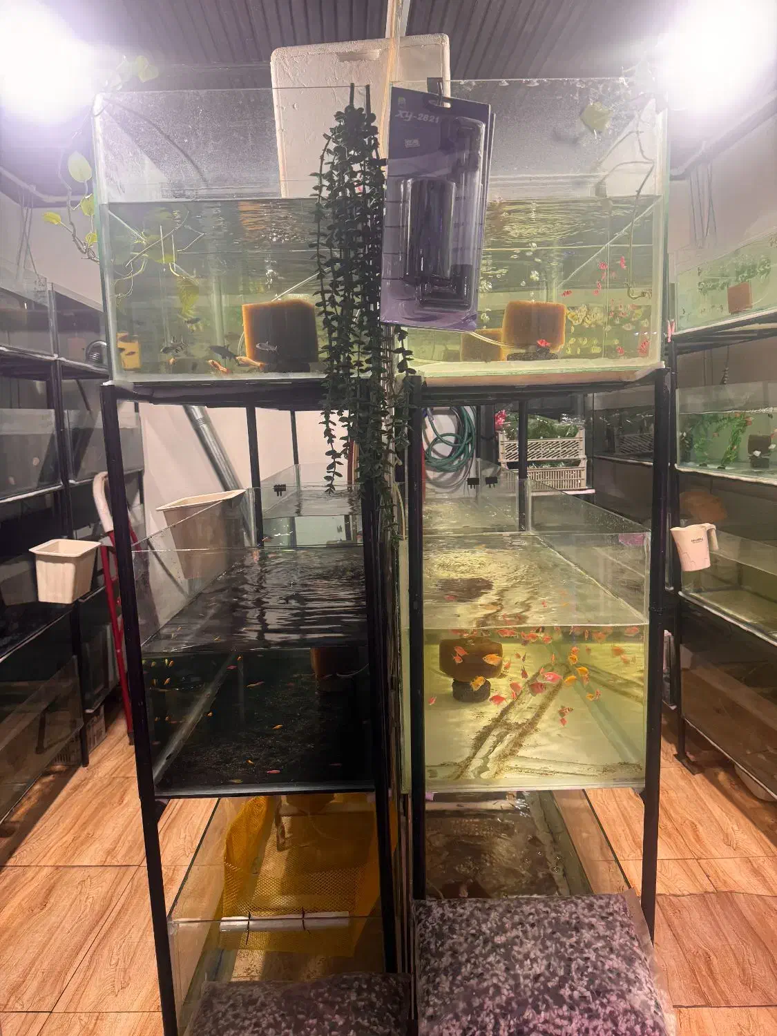 فروشگاه ماهی آکواریومی تجهیزات آکواریوم|ماهی|بندر انزلی, متروپل|دیوار