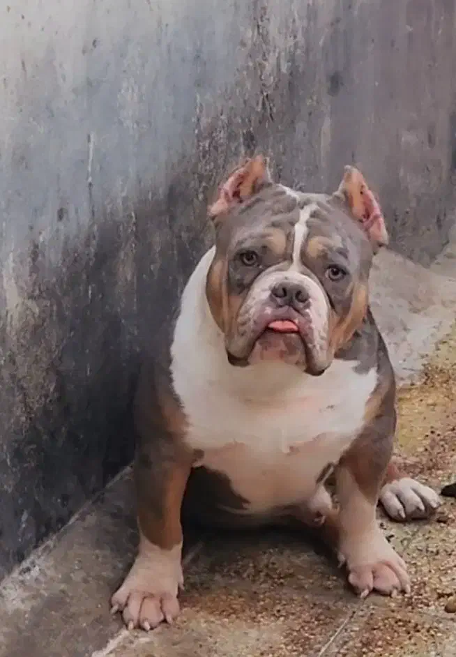 بول امریکن|سگ|بومهن, |دیوار