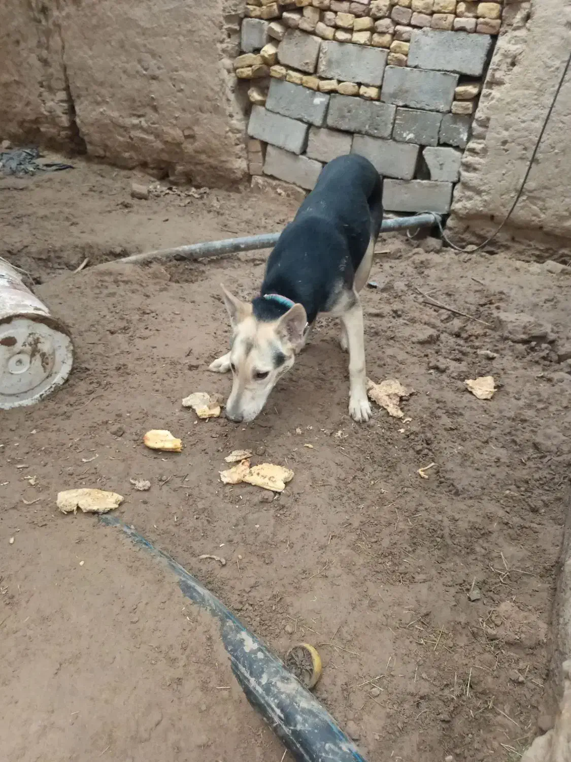 سگ نژاد ژرمن و دوبرمن هست|سگ|فهرج, |دیوار