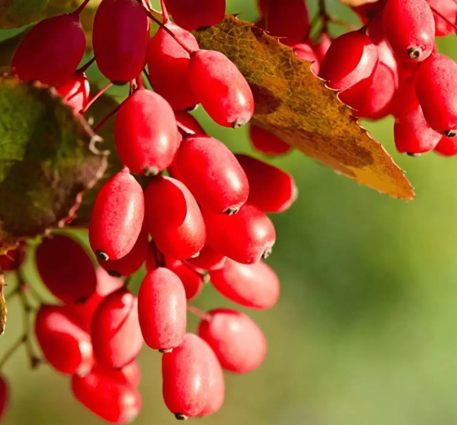 زرشک شاخه به صورت کیلویی و یا باغی خـریـدارم|خدمات باغبانی و درختکاری|سربیشه, |دیوار