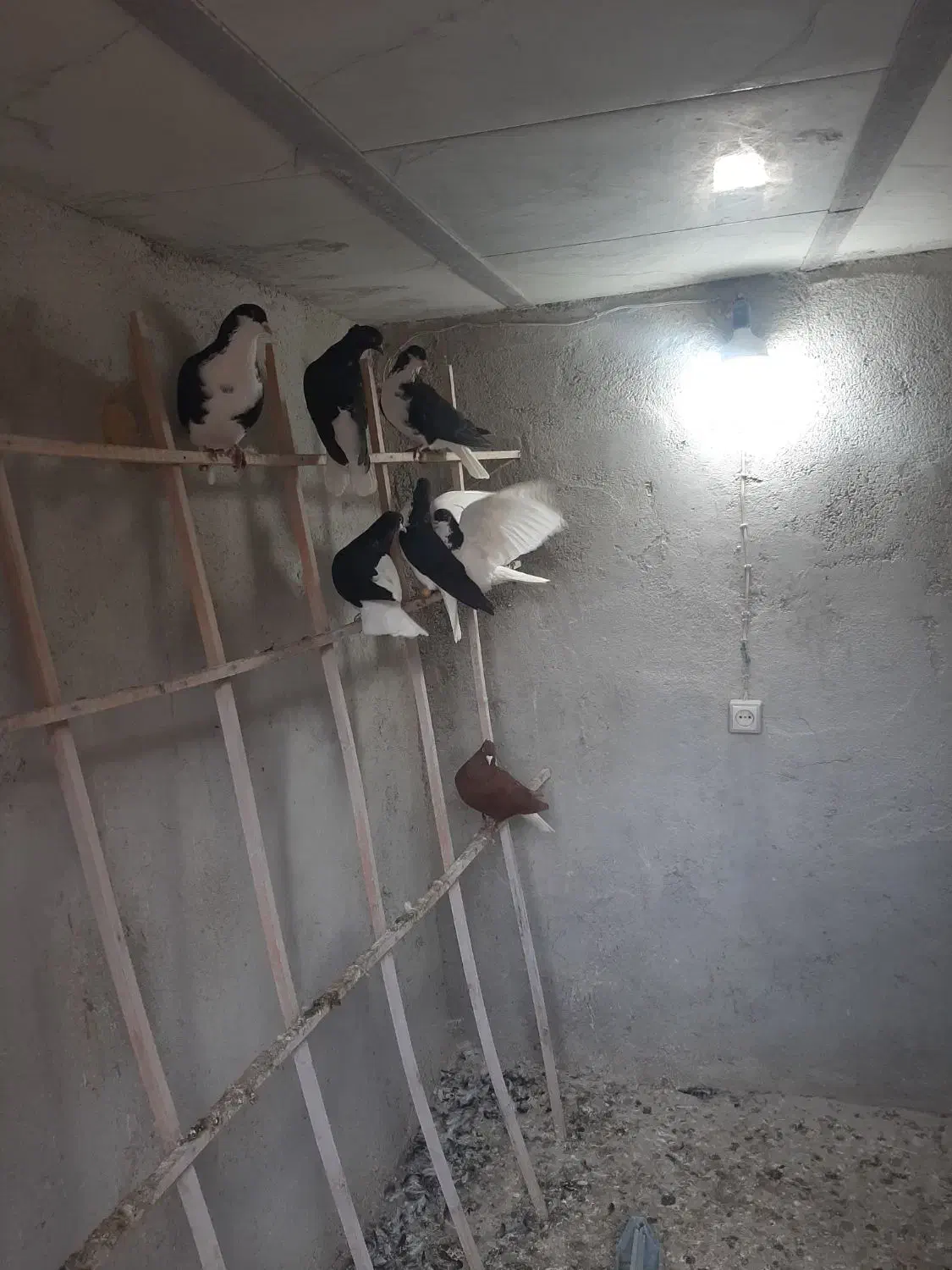 سیاه پوش دم سفید تکی جفتی|پرنده|قزوین, |دیوار