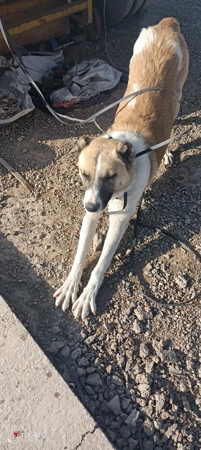 سگ نگهبان|سگ|قم, جمکران|دیوار