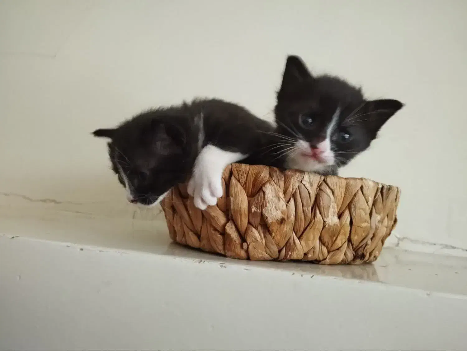 گربه عروسک گربه|گربه|همدان, |دیوار