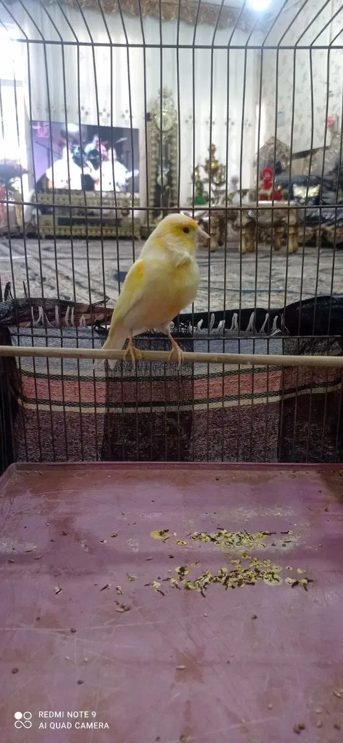 قناری نر مست|پرنده|کرمانشاه, |دیوار