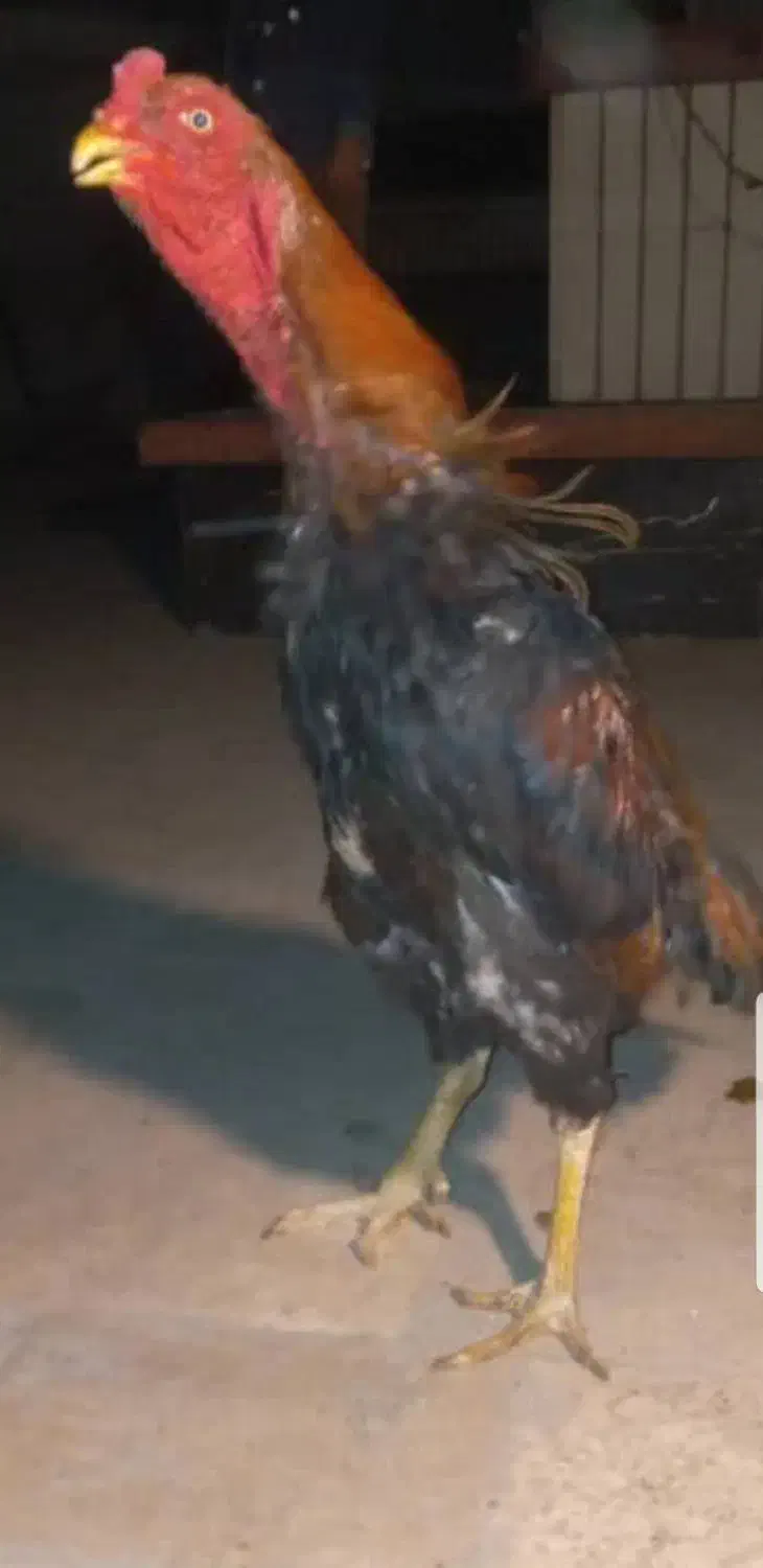 خروس لاری|حیوانات مزرعه|تهران, قیطریه|دیوار