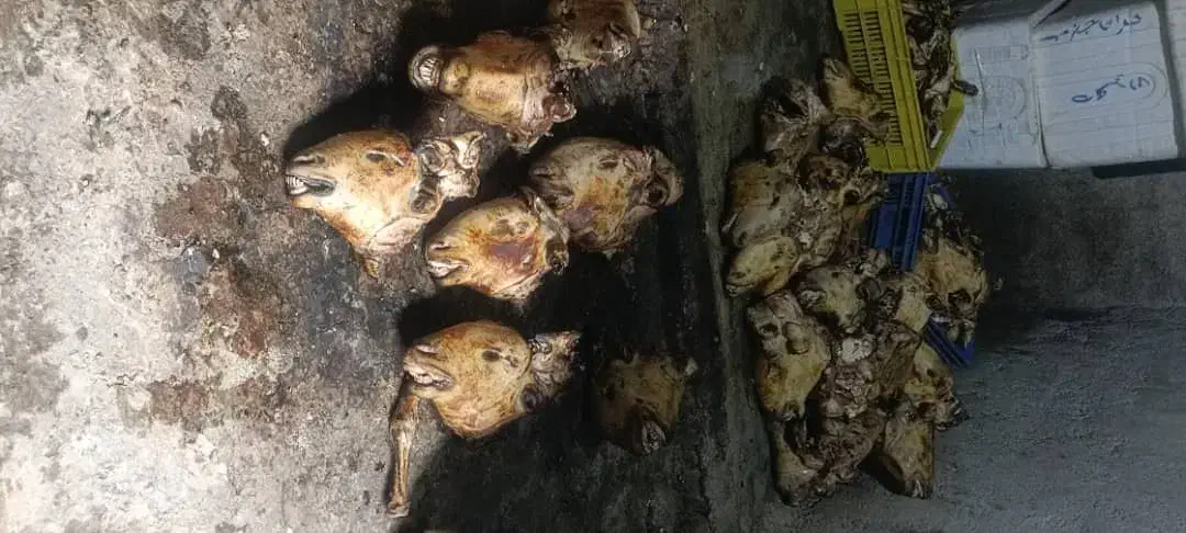 کله پاچه|خوردنی و آشامیدنی|نسیمشهر, |دیوار