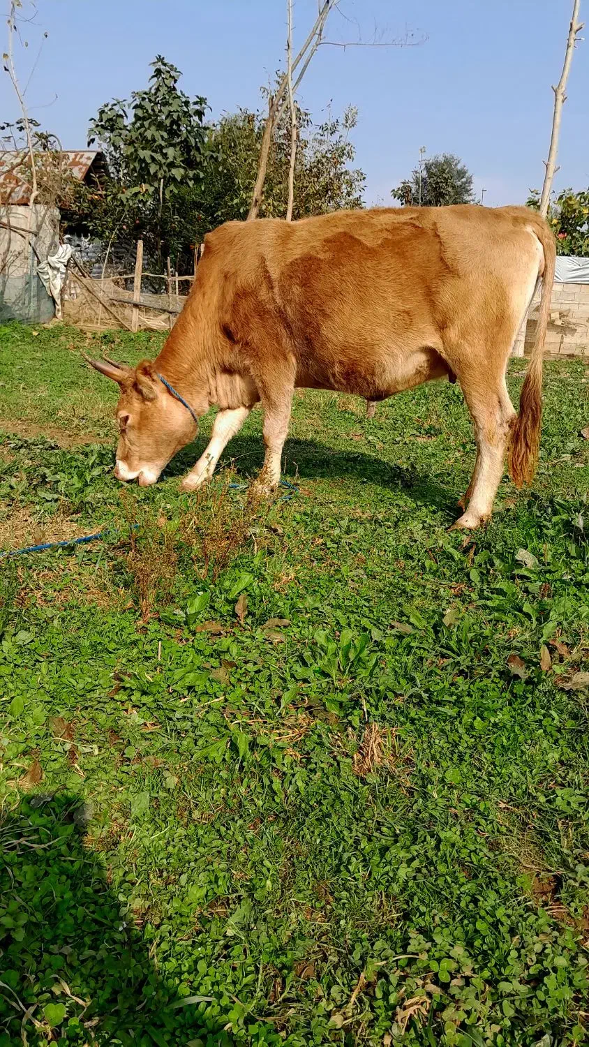 گاو ۷ماه شکم سرشاخ دار|حیوانات مزرعه|رشت, یخسازی|دیوار