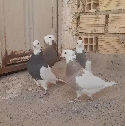 طوقی|پرنده|خمینی‌شهر, |دیوار