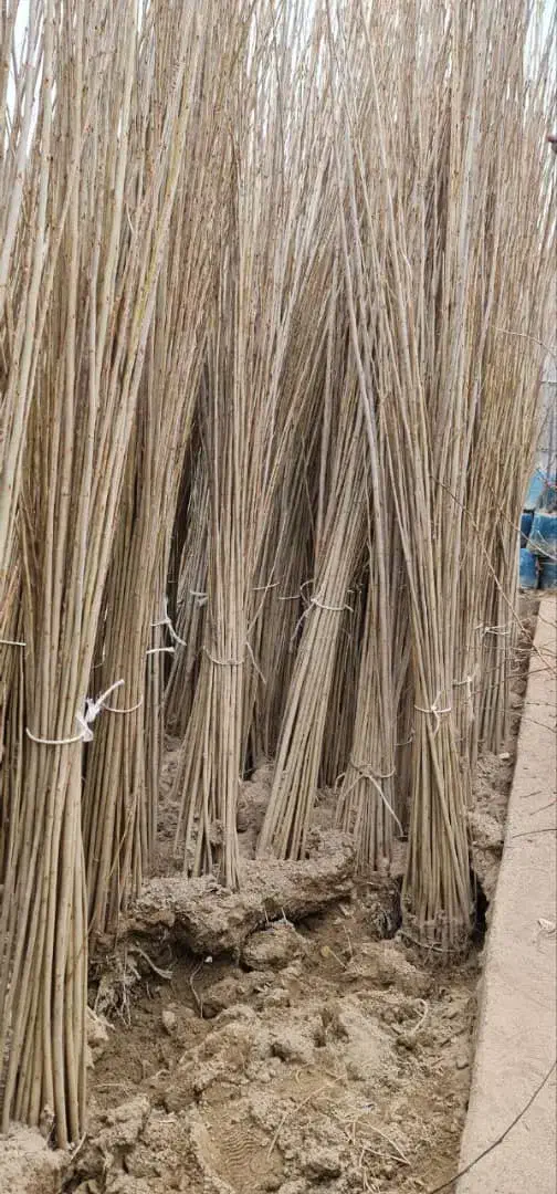 فروش ویژه نهال صنوبر رشد سریع مقاوم و مناسب|خدمات باغبانی و درختکاری|رشت, منظریه|دیوار