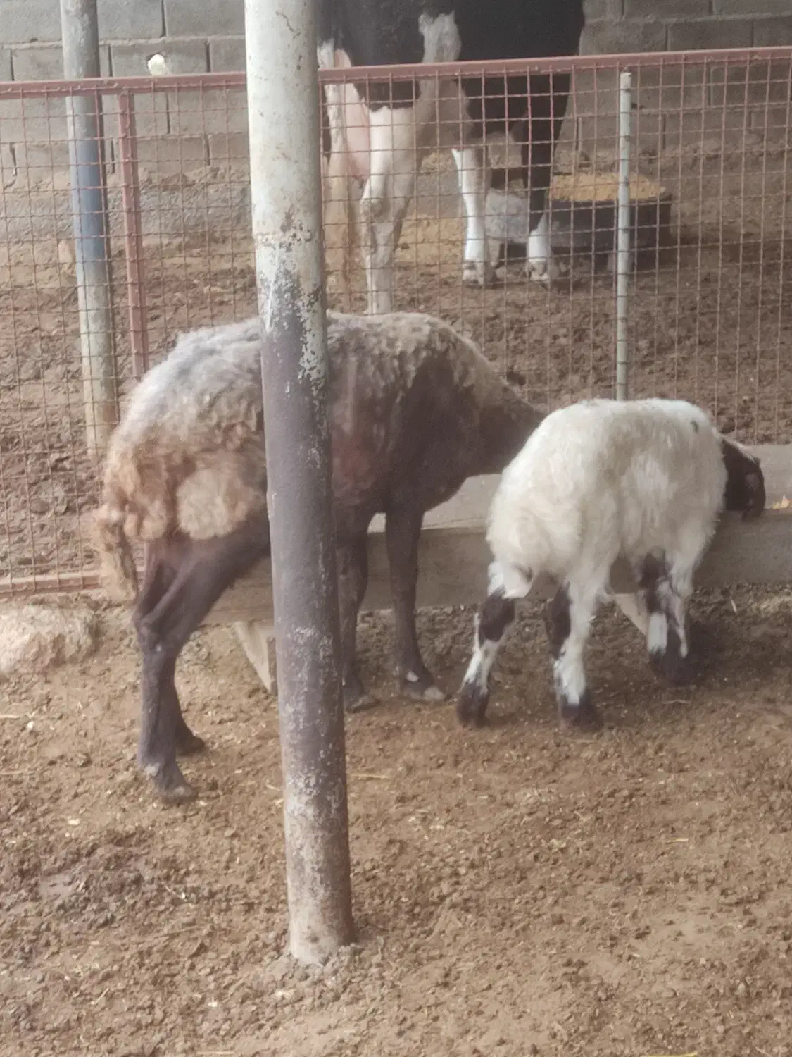 فروش گوسفند بره دار|حیوانات مزرعه|سیمین شهر, |دیوار