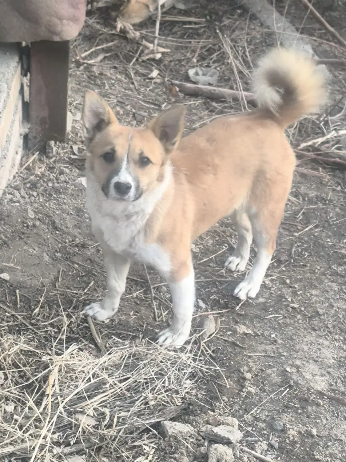 سگ خانگی پیدا شده|حیوانات|مشهد, طلاب|دیوار