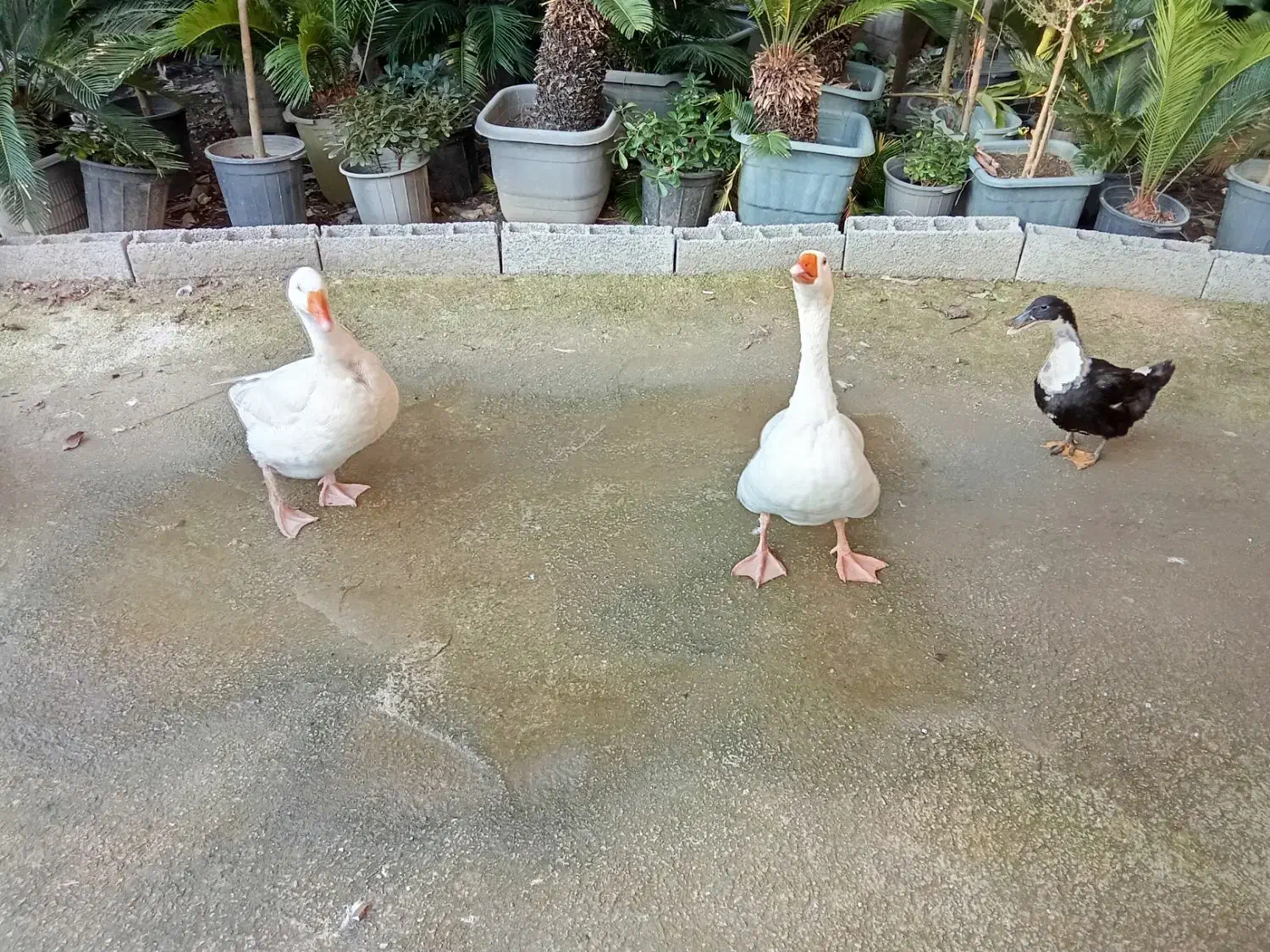 غاز محلی|حیوانات مزرعه|خرمآباد (تنکابن), |دیوار