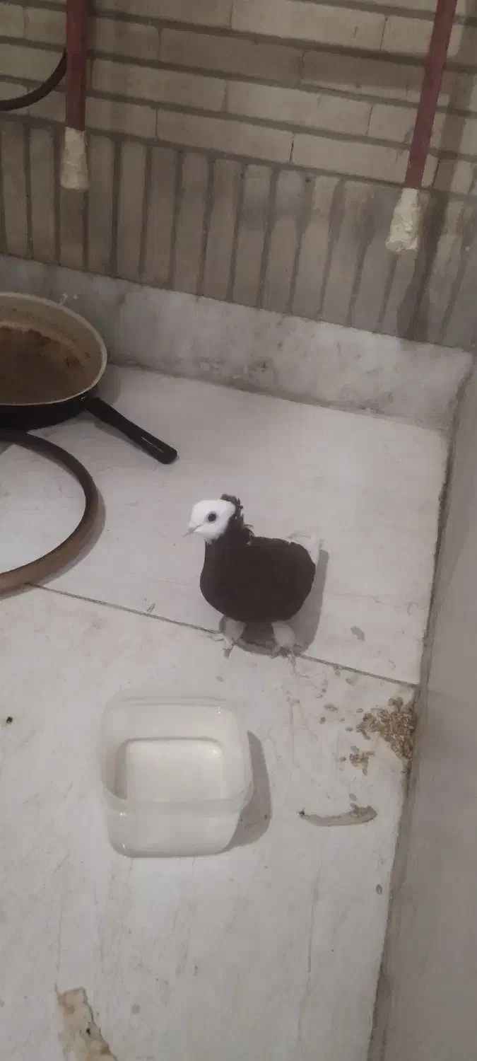 کبوتر رنگی|پرنده|شوشتر, |دیوار