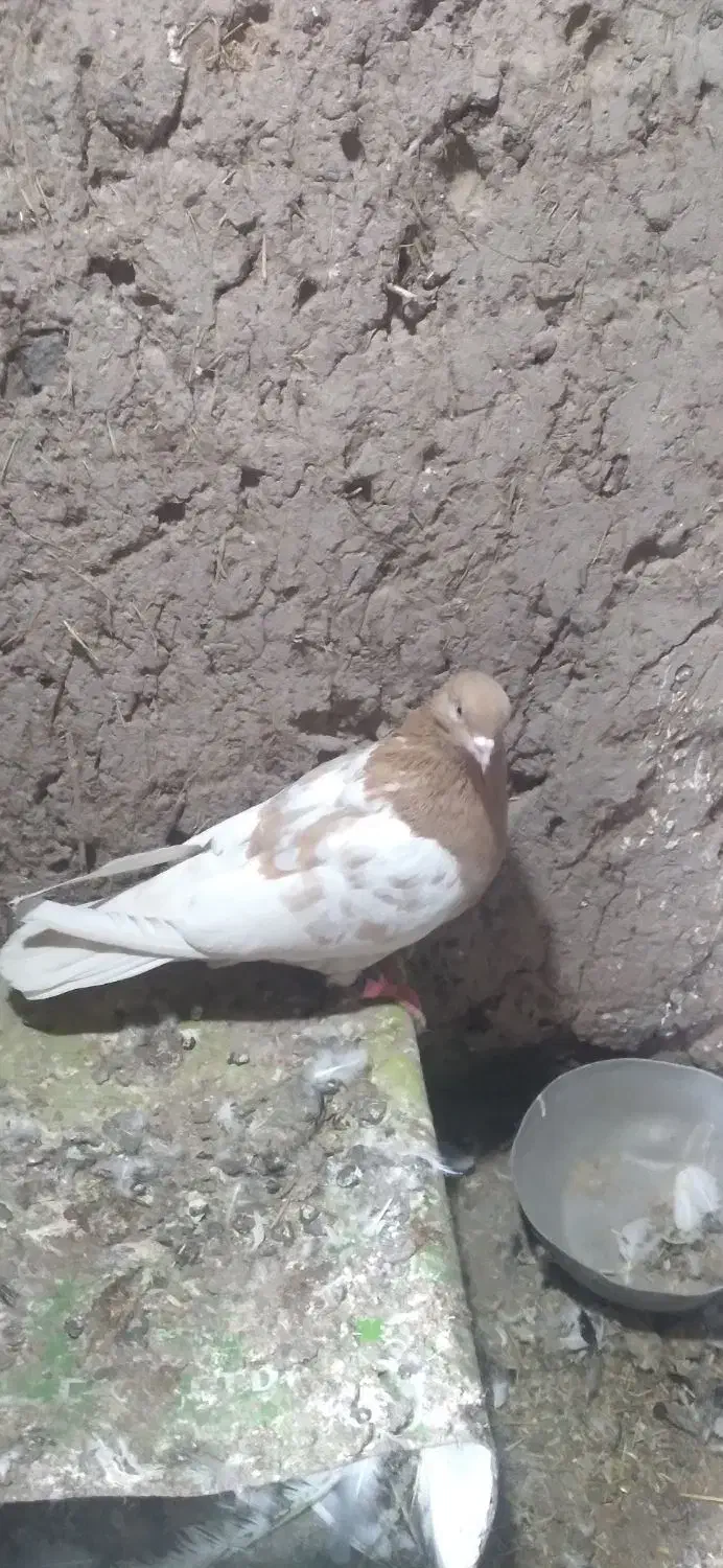 کبوتر|پرنده|بم, |دیوار