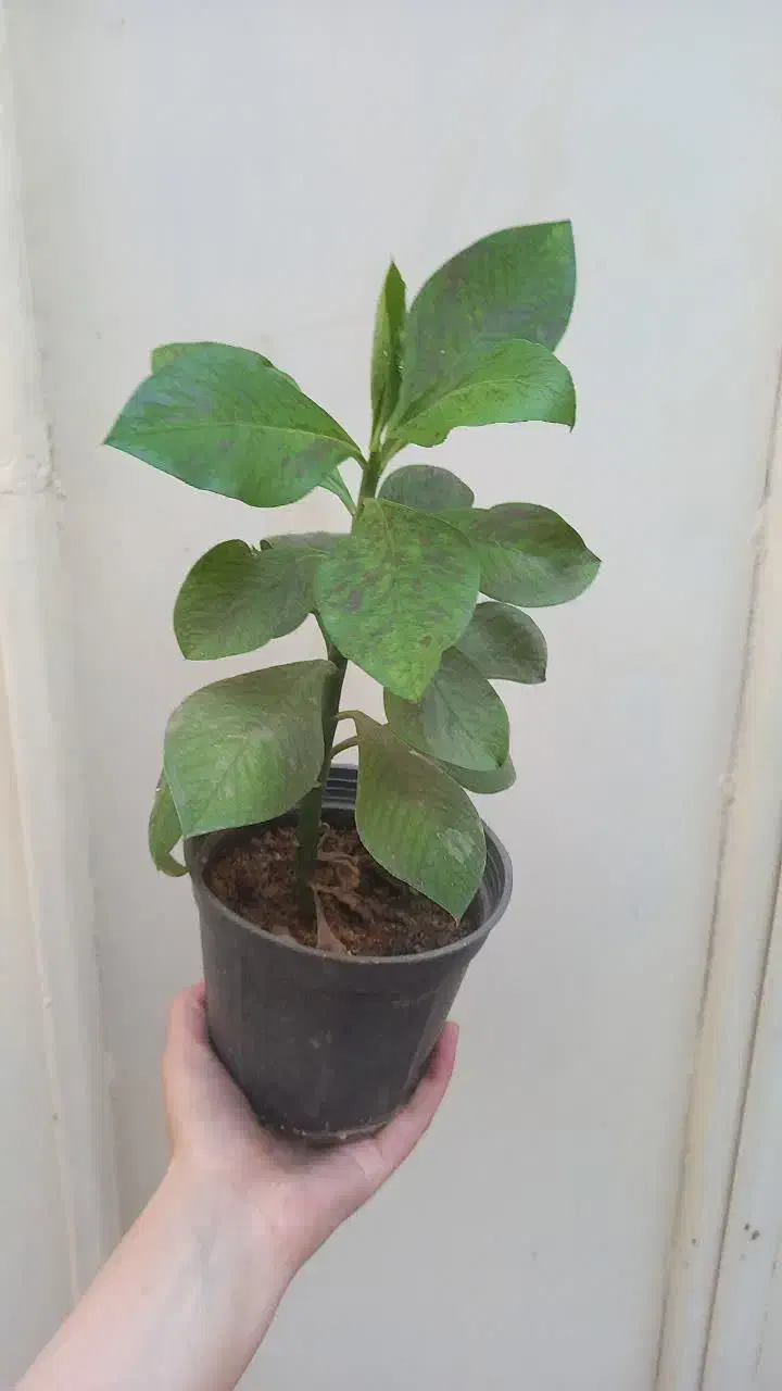 گیاه فردوس و آلوورا|گل و گیاه طبیعی|قم, ناصردیوان|دیوار