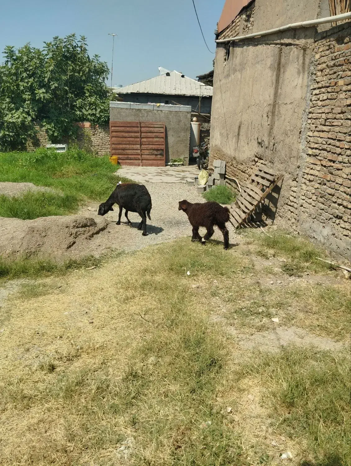 گوسفند بره سرقت شده|حیوانات|دلند, |دیوار