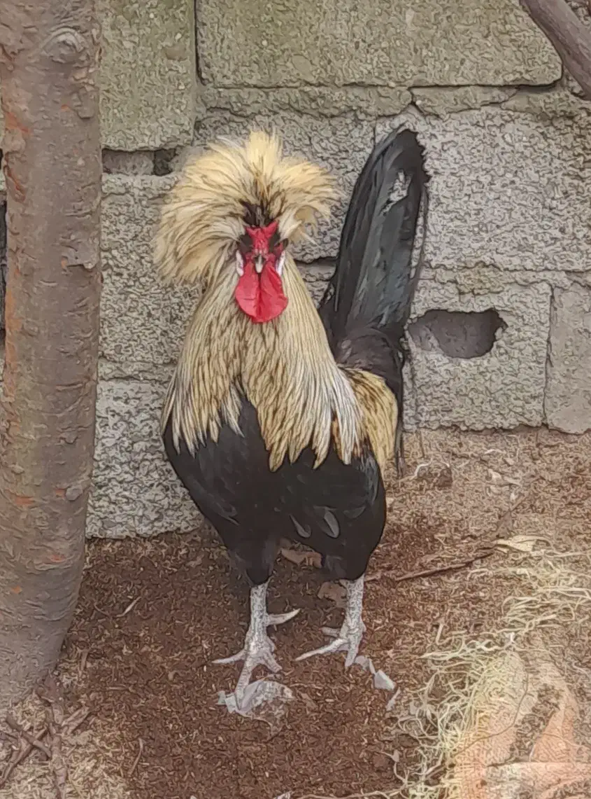 خروس لهستانی رنگ استثنایی|حیوانات مزرعه|فومن, |دیوار