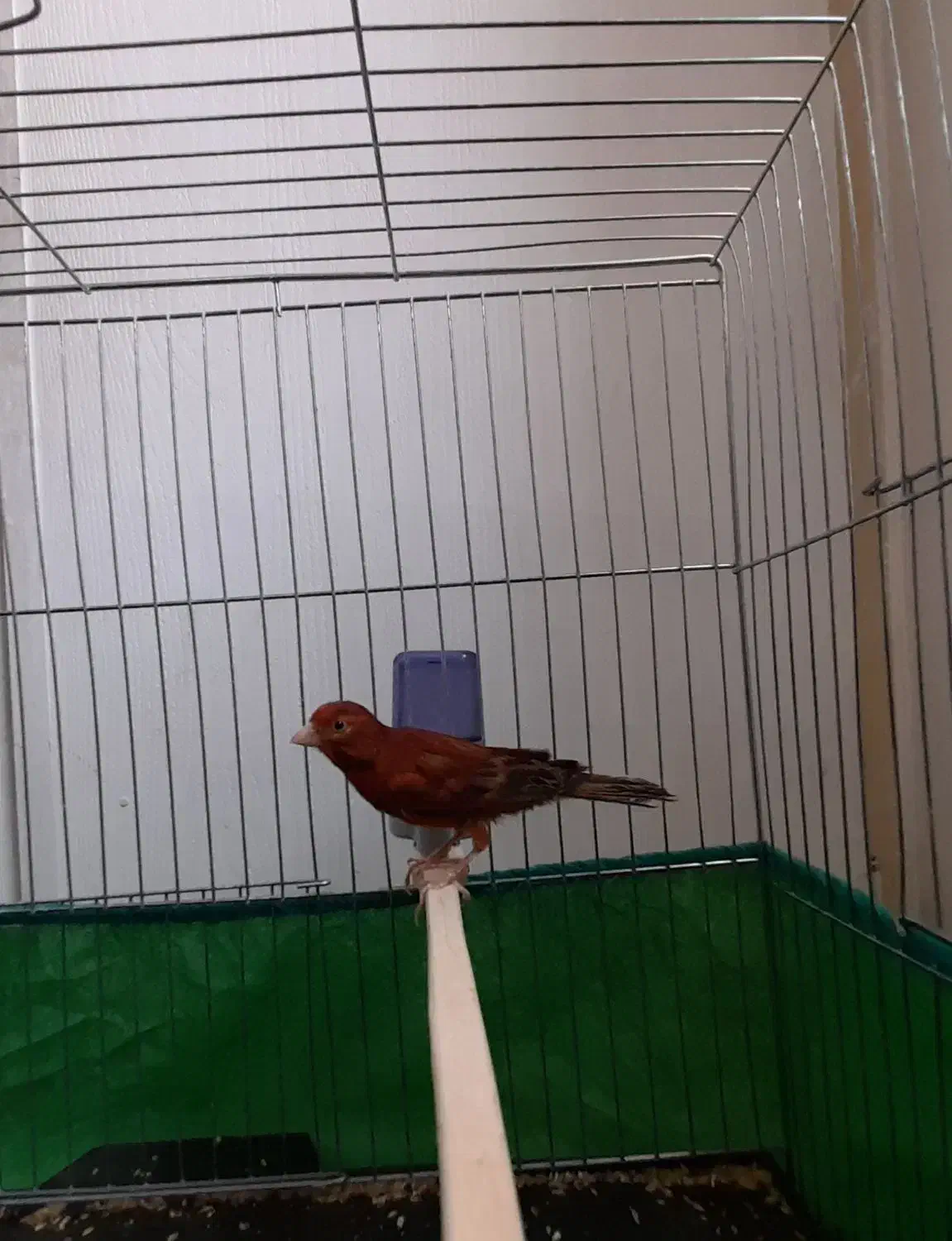 قناری سوخته سرخ|پرنده|کرمان, |دیوار