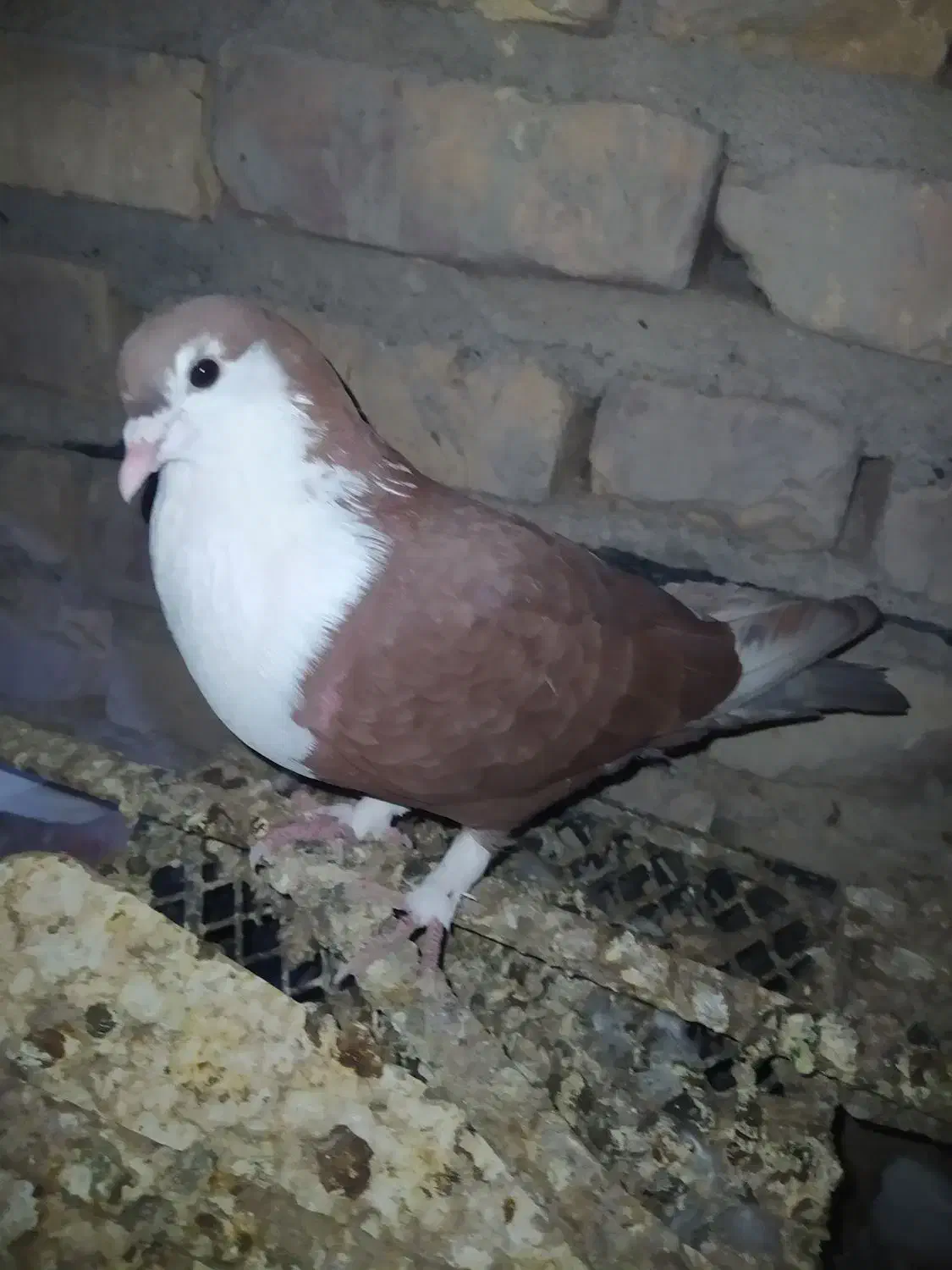 کبوتر طوقی ماده و ریش سرخ نر گم کردم فروشی میخام|پرنده|کرباسک, |دیوار