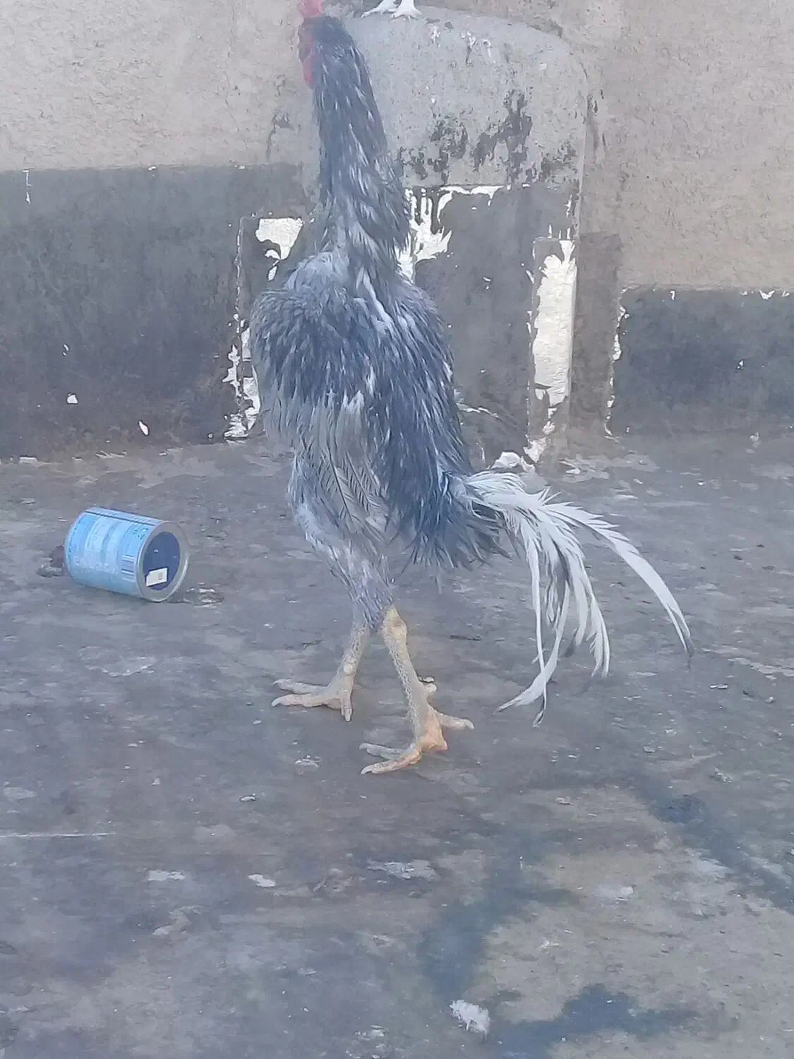 مرغ و خروس لاری اوشامو|حیوانات مزرعه|باغ بهادران, |دیوار