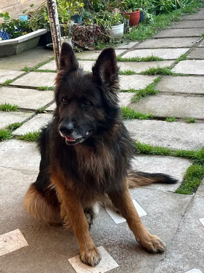 ژرمن شولاین|سگ|رشت, شهرک صبا|دیوار