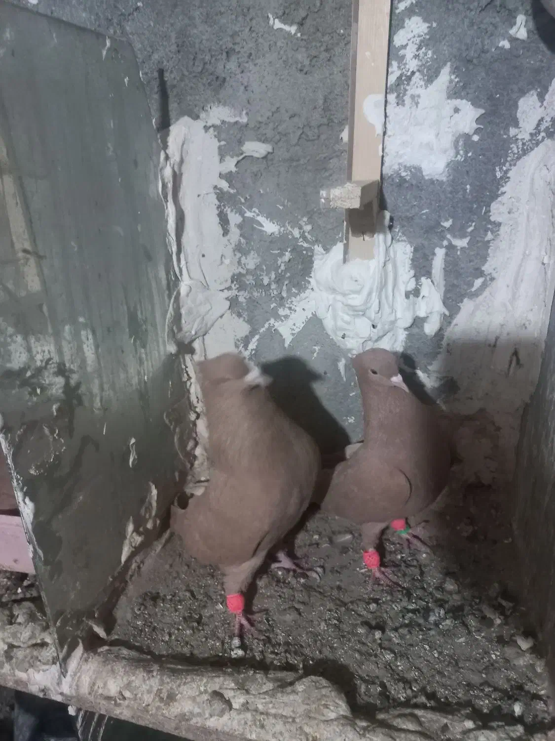 کبوتر|پرنده|مشهد, کارده|دیوار