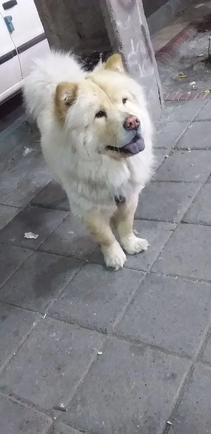 چاو چاو|سگ|واجارگاه, |دیوار