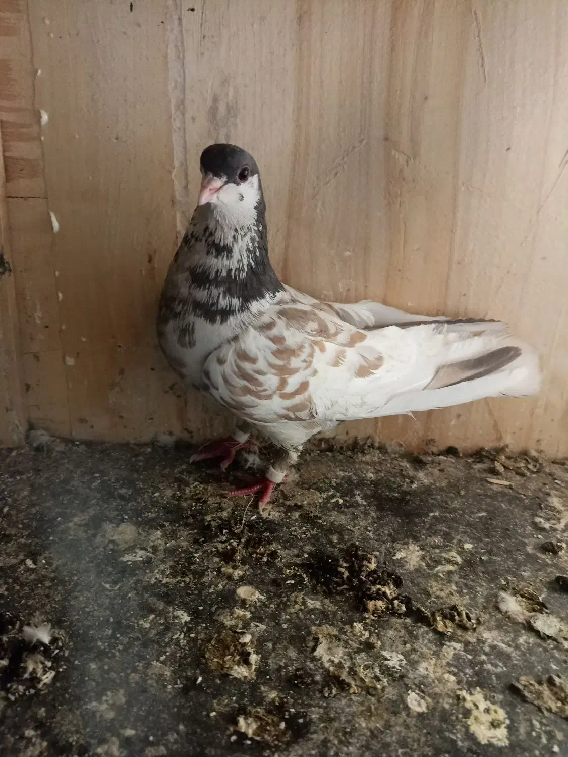 یال قهوه ای|پرنده|کوه چنار, |دیوار