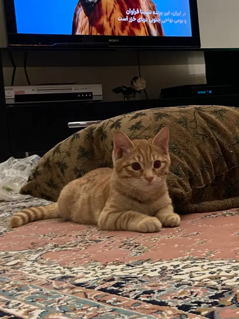 واگذاری رایگان گربه بریتیش میکس|گربه|اردبیل, |دیوار