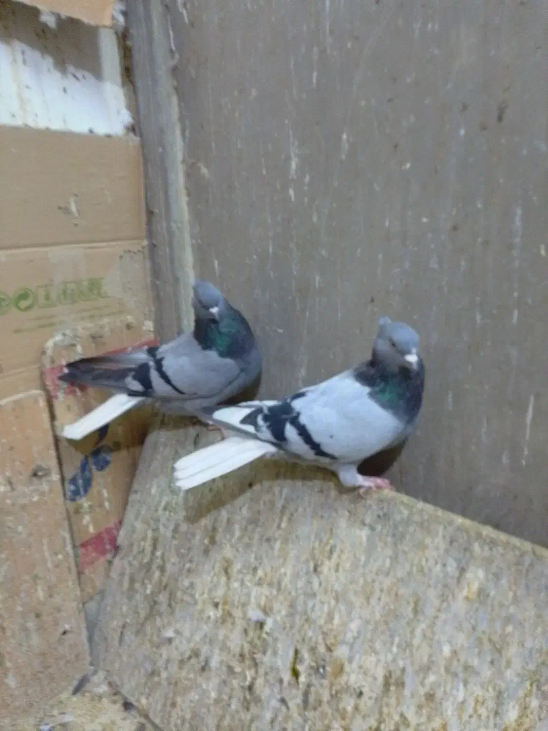 سبز دمسفید ، زاغ دمسفید|پرنده|شهریار, شهرک بهاران (ویره)|دیوار