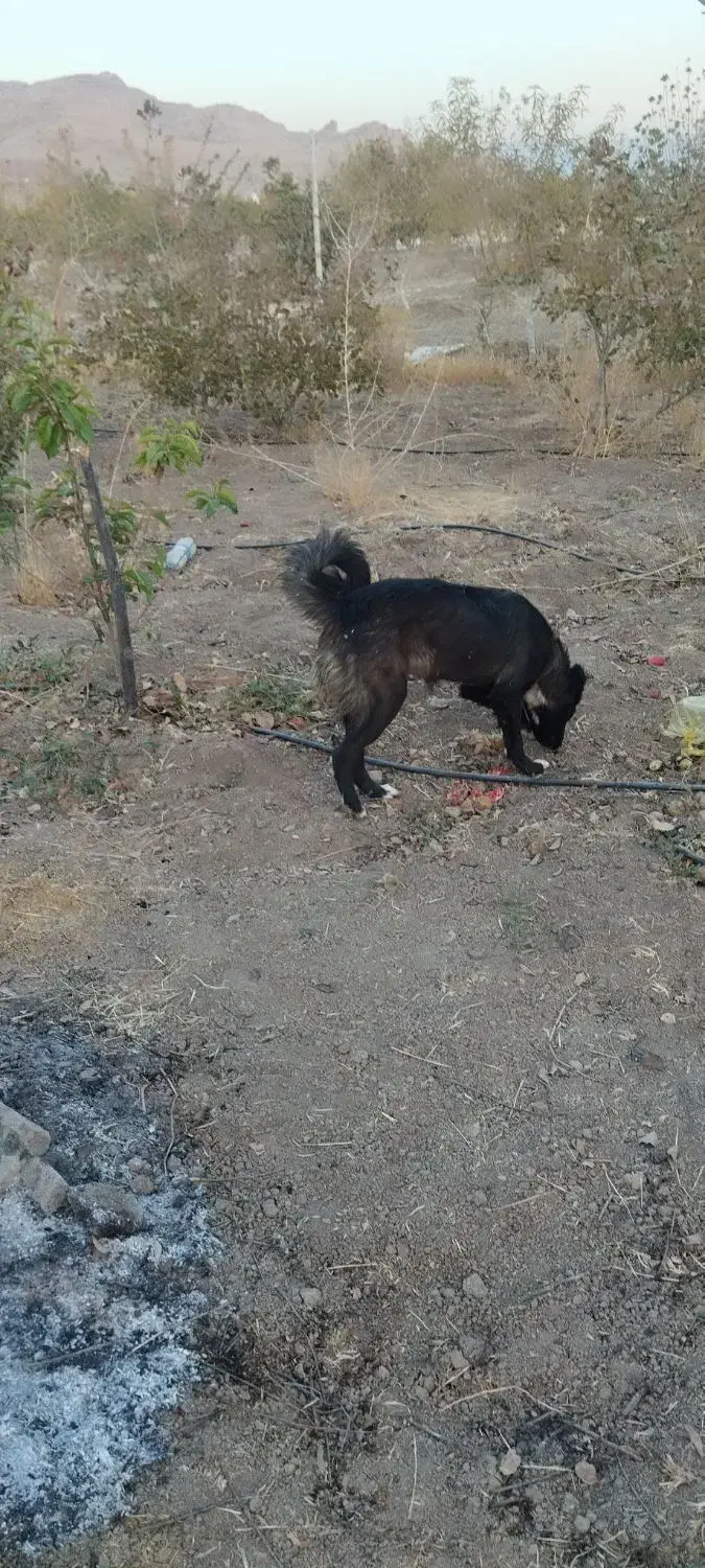 سگ ماده|سگ|مرودشت, فرهنگ|دیوار