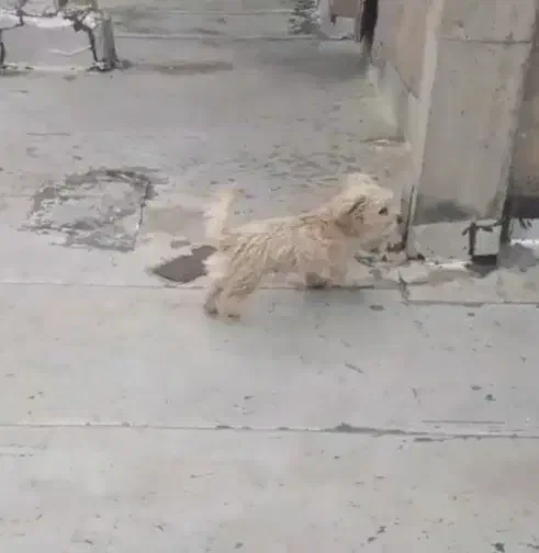 پاکوتاه|سگ|شیروان (خراسان), |دیوار