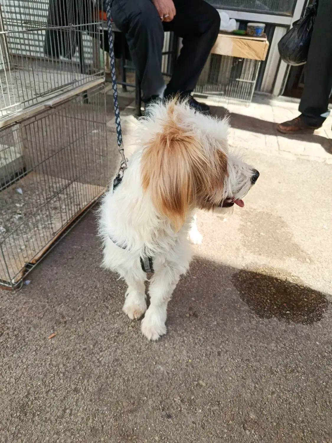 سگ پاکوتاه|سگ|اردبیل, |دیوار