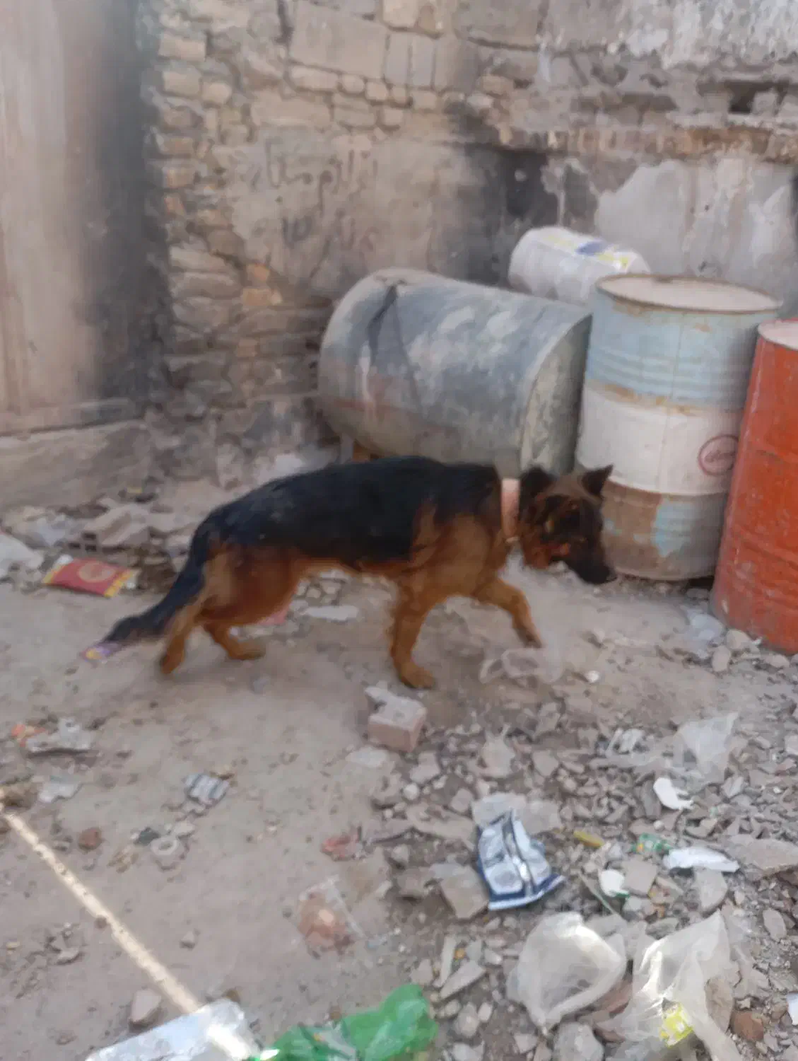 سگ ژرمن شولاین موبلند|سگ|کرمان, |دیوار