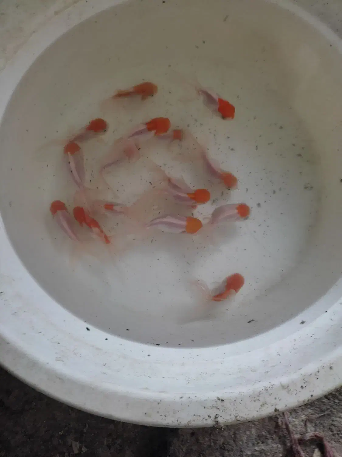 ماهی قرمز عید|ماهی|رامیان, |دیوار