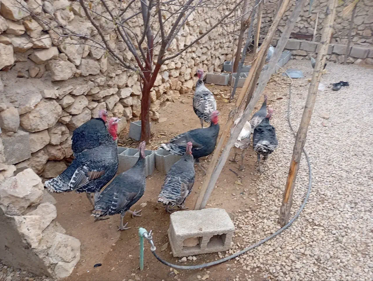 فروش بوقلمون|حیوانات مزرعه|یاسوج, |دیوار