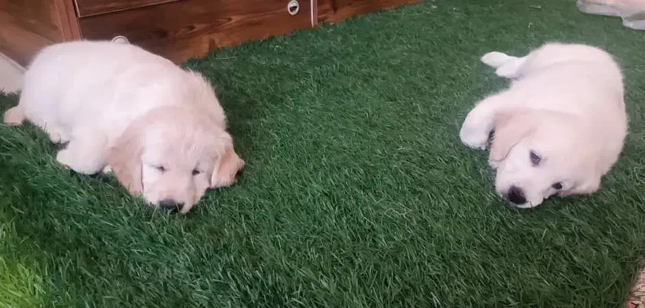 واگذاری توله گلدن|سگ|چهارباغ, |دیوار