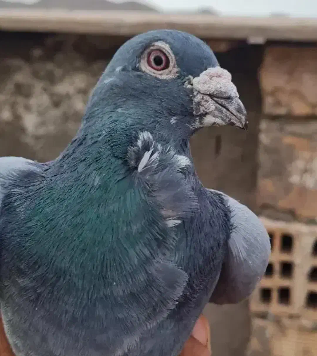 کفتر گمشده|حیوانات|مشهد, شهید شهریاری|دیوار