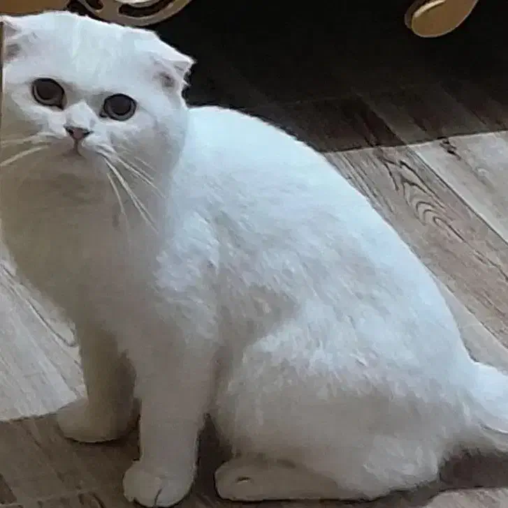 گریه اسکاتیش|گربه|زابل, |دیوار