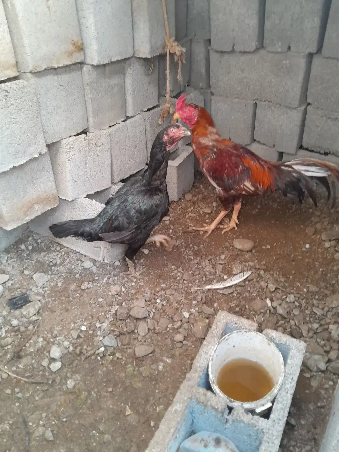 مرغ و خروس|حیوانات مزرعه|میناب, |دیوار