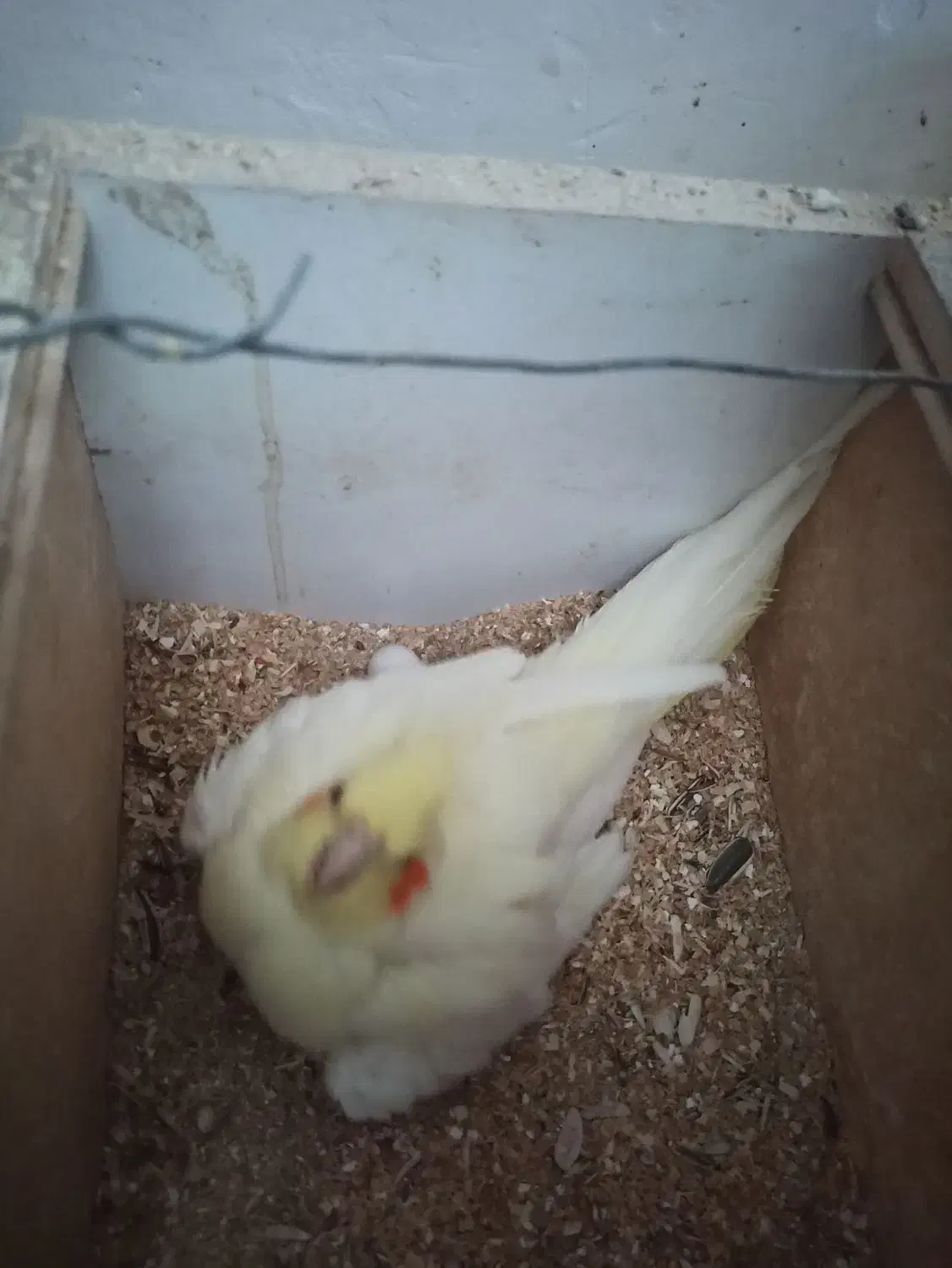 فروش جفت مولد عروس هلندی و برزیلی|پرنده|جهرم, |دیوار