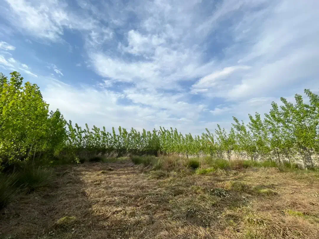 ۱۰۰۰مترمربع زمین دور دیوار کامل در شهر رشت|فروش زمین و ملک کلنگی|رشت, ولکس|دیوار