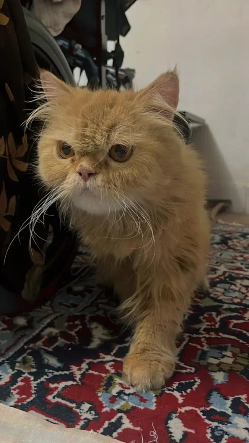 پرشین گارفیلدی|گربه|ری, جوانمرد قصاب|دیوار