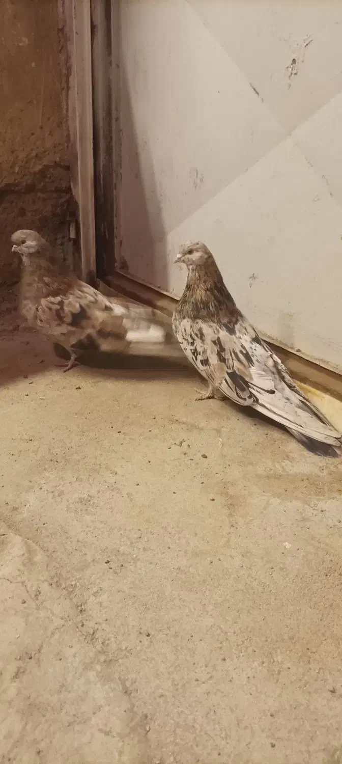 جفت سرور هفت رنگ|پرنده|هریس, |دیوار